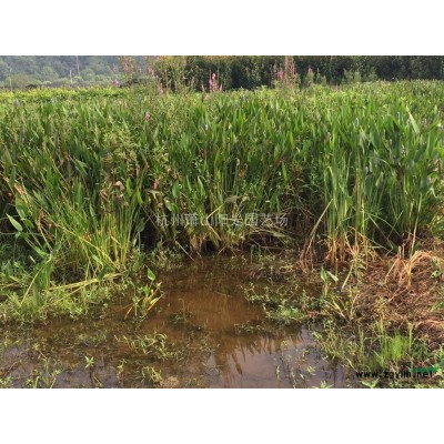 供应精品各规格大叶黄杨球