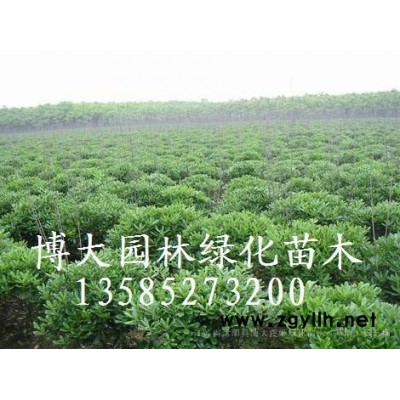 供应50公分高北海道黄杨价格 80公分高北海道黄杨价格