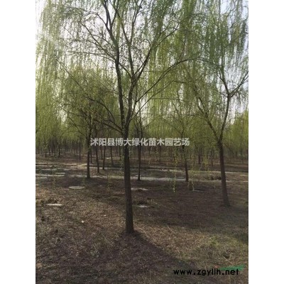 供应卫矛小苗价格优惠 10-15公分高卫矛扦插小苗