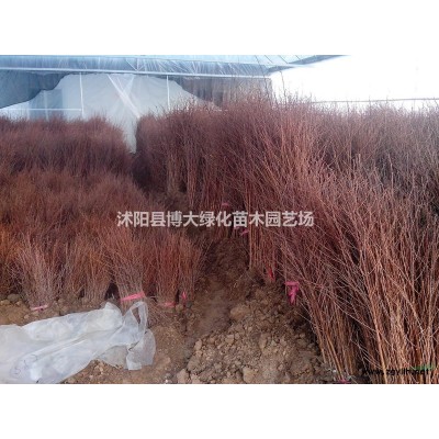 八宝景天批发供应，八宝景天杯苗价格，八宝景天价格 地被植物