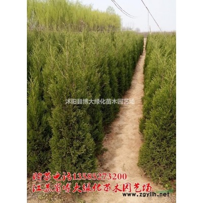 龙柏，45公分龙柏价格优惠，厂家直销，规格*