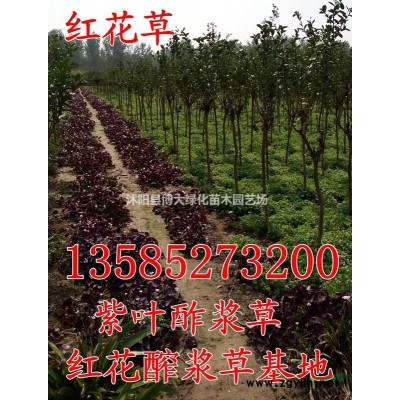 5公分紫藤树出售、6公分紫藤价格、紫薇小苗大量批发