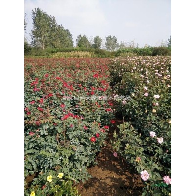 供应贴梗海棠小苗，垂丝海棠小苗、西府海棠小苗、北美海棠小苗