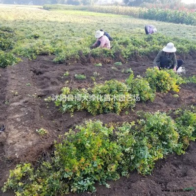 蜀桧小苗批发供应：蜀桧小苗价格、桧柏小苗价格，塔柏小苗