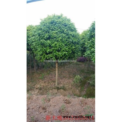 精品移栽香樟价格，造型香樟价格，2-20公分丛生香樟价格
