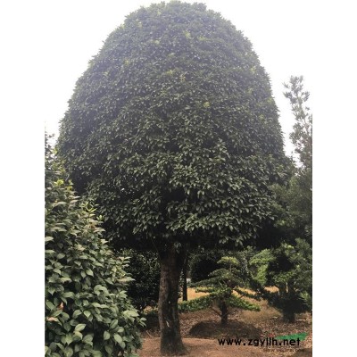 蚊母小苗，湖南蚊母小苗，蚊母小苗价格