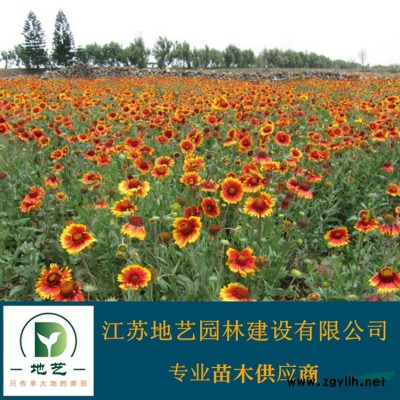 美人梅产地 江苏地艺园林苗圃基地 江苏美人梅价格