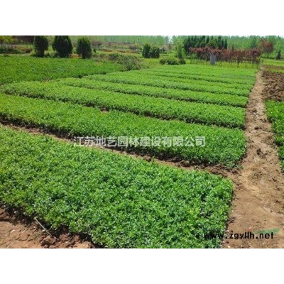 美国红枫产地 江苏地艺园林苗圃基地 江苏美国红枫价格