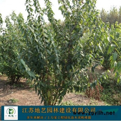 地艺苗圃大量供应金边麦冬 金边麦冬基地 江苏金边麦冬价格