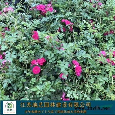 出售大杯红叶石楠、大杯红叶石楠价格、大杯红叶石楠图片