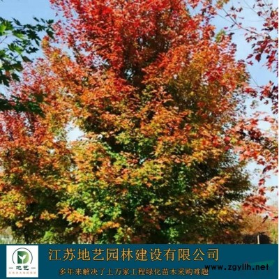 丰花月季、丰花月季图片、丰花月季价格、种植基地