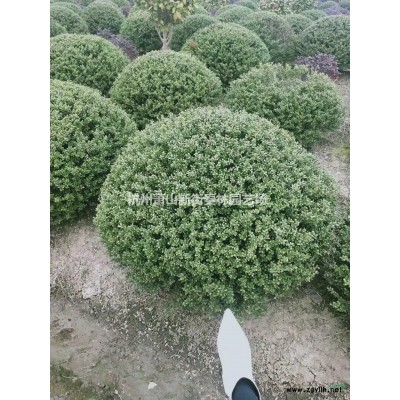 浙江供应美女樱 杭州美女樱规格*