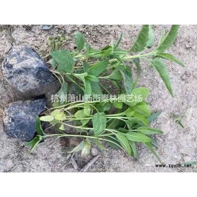 浙江金边麦冬杯苗 杭州金边麦冬杯苗哪里好/哪家便宜