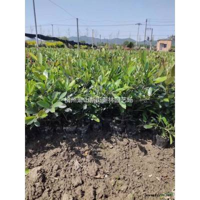 优质特价青叶玉簪 杭州青叶玉簪 浙江水生植物产地直销