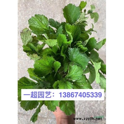 金丝桃，金丝桃扦插苗，金丝桃小苗，金丝桃小杯苗，金丝桃小毛球
