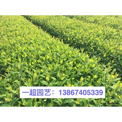金边玉簪 金边玉簪基地直销 玉簪批发