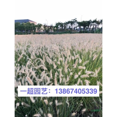 五色梅 五色梅盆栽 五色梅杯苗 园林绿化花卉品种*