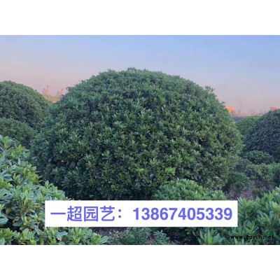 卡罗拉玫瑰 玫瑰卡罗拉 玫瑰基地