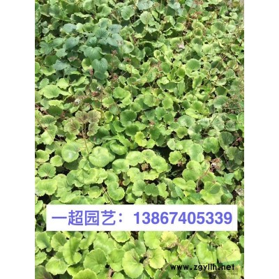 白三叶 白三叶基地 白三叶价格