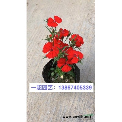 红继木 红花继木 红花檵木苗 红花继木小苗 红花继木小毛球