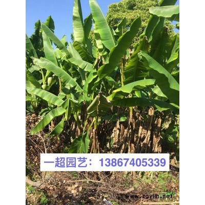 睡莲 优质睡莲批发 睡莲地栽苗/盆栽苗基地直销