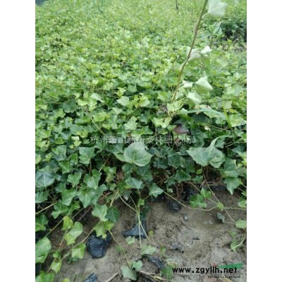 浙江大叶栀子小杯 杭州大叶栀子小杯苗哪里好/哪家便宜