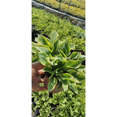 浙江供应大叶金边玉簪 杭州大叶金边玉簪 规格*