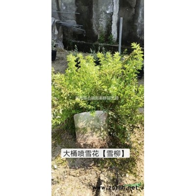 量大低价出售100万大杯金叶大花六道木