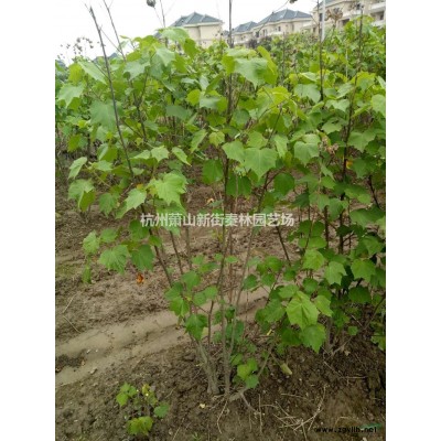 银姬球 萧山毛球 杭州毛球配送图片/银姬球 萧山毛球 杭州毛球..