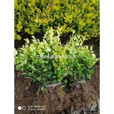 优质特价小叶纹母 浙江小叶纹母产地直销 小叶文母