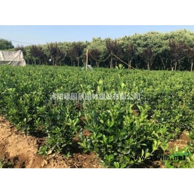 沭阳绿园景园林苗圃基地供应/杜鹃/图片/江苏基地直销/价格