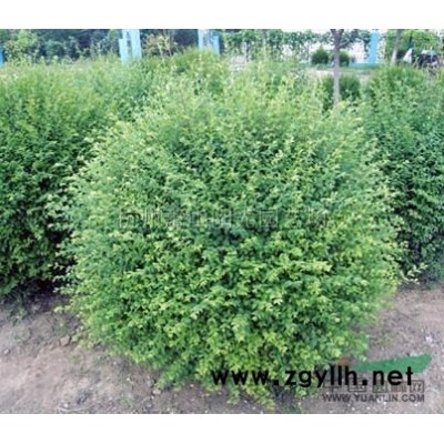 供应丛生桂花球及各规格单杆桂花