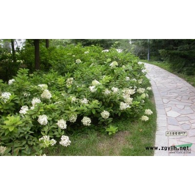 芦竹报价/浙江芦竹报价