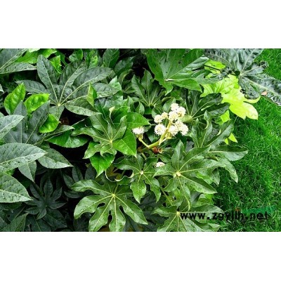 花叶美人蕉*新价格/花叶美人蕉报价