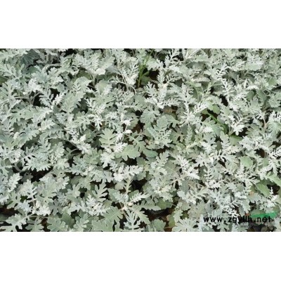 浙江花叶芦竹信息