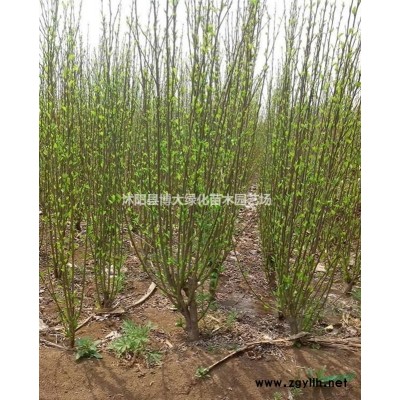 供应红叶石楠大杯苗 红叶石楠小杯苗价格 量大价优