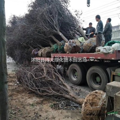 供应桂花 5公分桂花树价格 四季桂，金桂价格 规格*