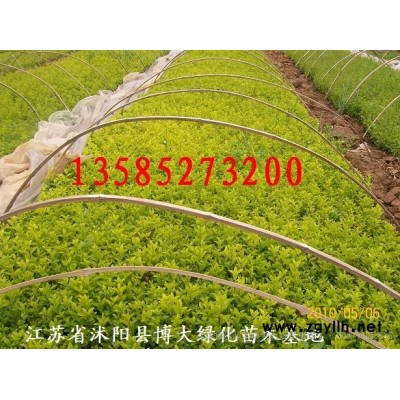 供应鸢尾，蓝花鸢尾，德国鸢尾，西伯利亚鸢尾，地被植物