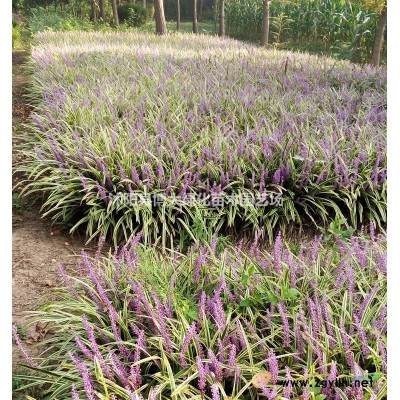 丰花月季价格 丰花月季苗产地 丰花月季花图片 花灌木