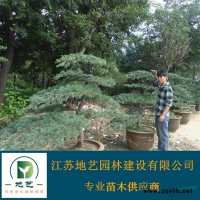 基地直销七叶树  七叶树照片 江苏七叶树产地 七叶树价格