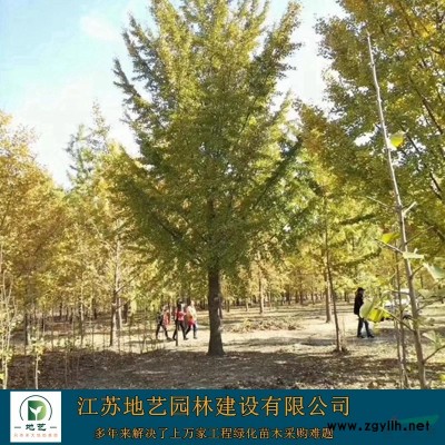 地艺苗圃大量供应平枝荀子价格 平枝荀子基地 平枝荀子图片