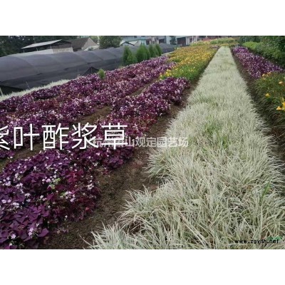 无刺构骨球p1,5m---p2m冠精品