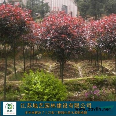 葱兰草价格_葱兰草图片_葱兰草产地_葱兰草绿化苗木苗圃基地