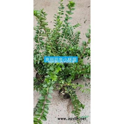 萧山供应：花叶芦竹，芦苇 ，马蓝