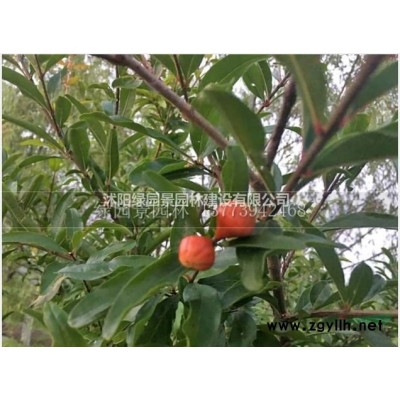 江苏木绣球基地/木绣球价格/木绣球基地 木绣球价格批发/木绣球供应
