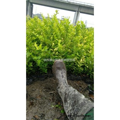 2020年浙江金森女贞球 杭州金森女贞球 萧山毛球新报价