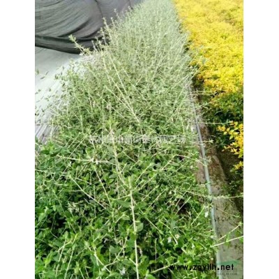 大小规格浙江花叶芒 基地