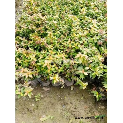 浙江[产品]/浙江红叶石楠大杯 杭州红叶石楠大杯价格/报价