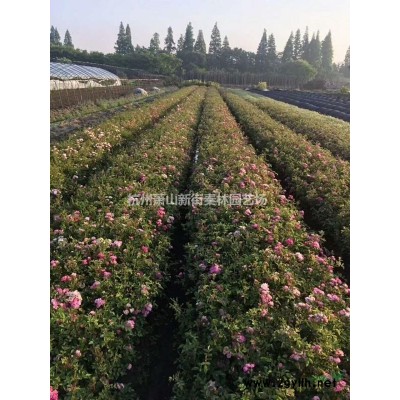 大小规格浙江桧柏 杭州桧柏 基地