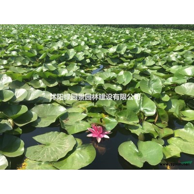 沭阳绿园景园林苗木基地供应品种荷花/图片/产地直销/批发价格